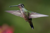 Kolibrik - Eugenes spectabilis - Talamanca Hummingbird o0938